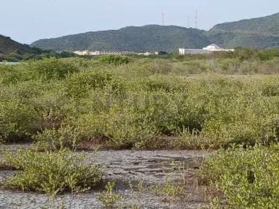 TERRENO EN VENTA. CERCA DE PLAYA ZARAGOZA. PEDROGONZALEZ.ISLA DE MARGARITA.