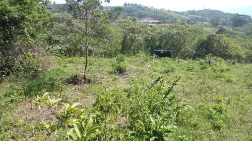 Venta De Terreno En San Rafael De Cordero Via El Junco Municipio Cárdenas Estado Tachira.