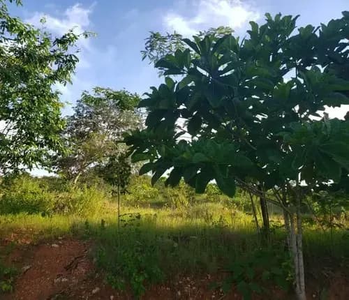 Terrenos En Terraza Del Country En Venta 694 Inmobiliaria Maggi