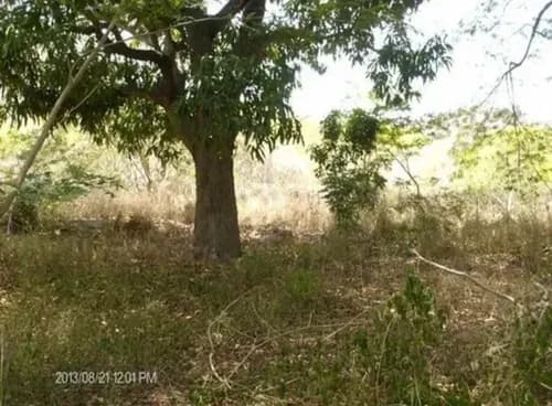 Venta De Terreno En Choroní C/ Proyecto Turístico Edo Aragua