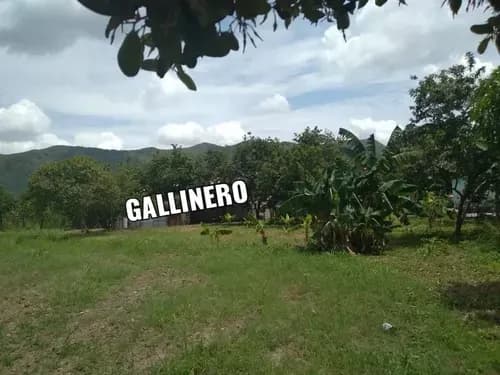 Luis V Ofrece En Alquiler Terreno (agricola-empresarial) Ubicado En El Sector Valles De Mozanga (asentamiento Campesino). Municipio De San Diego, Estado Carabobo