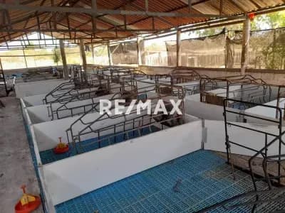 GRANJA CRIADERO PORCINO 13.000m2