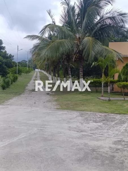 VENTA FINCA AGUACATERA DE 37 HECTAREAS, CALLE PRINCIPAL DE LAS PALMAS PALO VERDE CHIVACOA - YARACUY