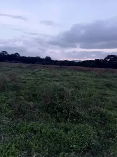 Tree002 Oportunidad Fundo Agroproductivo 20 Ha En Montalbán $85.000