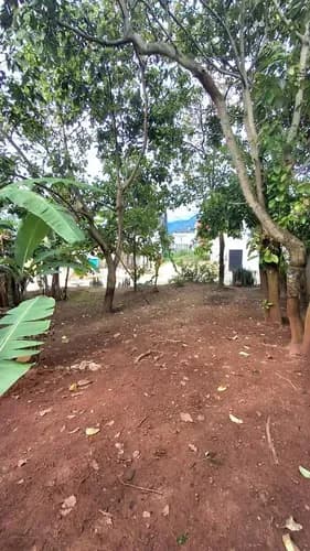 Se Vende Terreno En Palo Gordo
