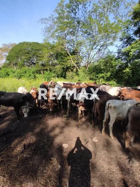 Finca de 32has para ganadería en Trujillo