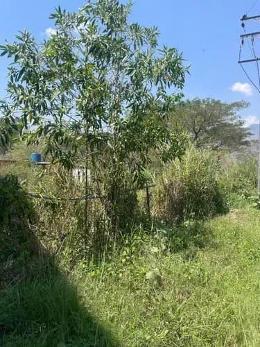 Terreno Para Uso Residencial O Industrial Distribuidor La Cumaca, Bf