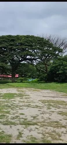 En Venta Terreno En Avd Aragua Con Entrada Vía Principal