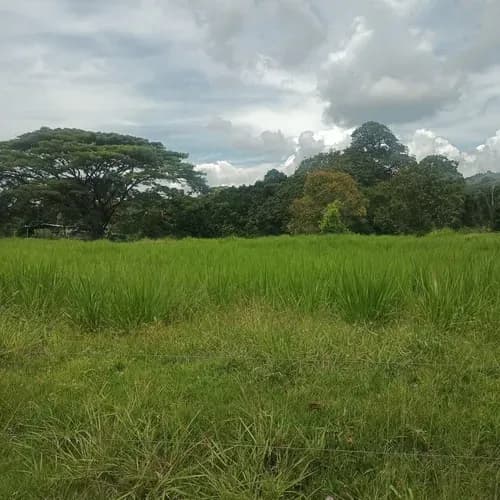 Finca En Venta, Troncal 5, Barinas, Am