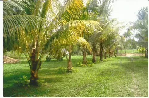 Cd - Venta De Terreno. Carretera Nacional Via Tacariagua. San José De Río Chico.