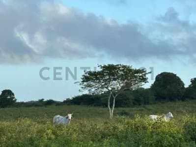 Se Vende Finca Productiva