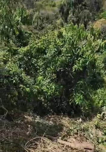 Excelente Oportunidad De Nocio Comprando Este Terreno En Las Avenida Las Palmas (m.c)