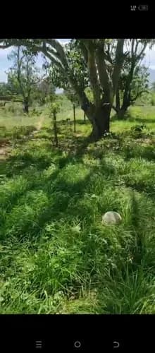 En Venta Parcela Vía Vigirima,guacara Ob20