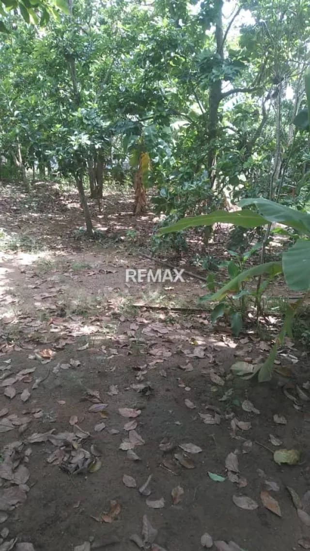 Amplio Terreno, Con Excelente Ubicación en Tamaca, Estado Lara