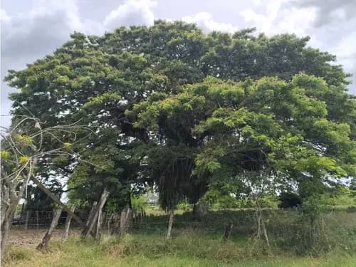 Se Vende Terreno 99800 Mts / Higuerote