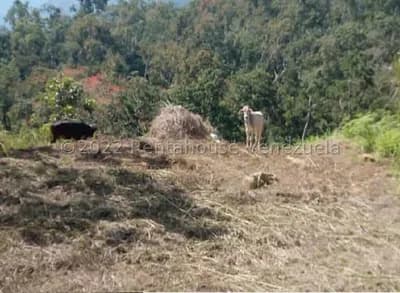 Terreno en venta en Juan Diaz, Escuque, Trujillo - $4k