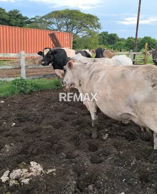 En venta Finca Clarines Estado Anzoátegui Lista para Producir