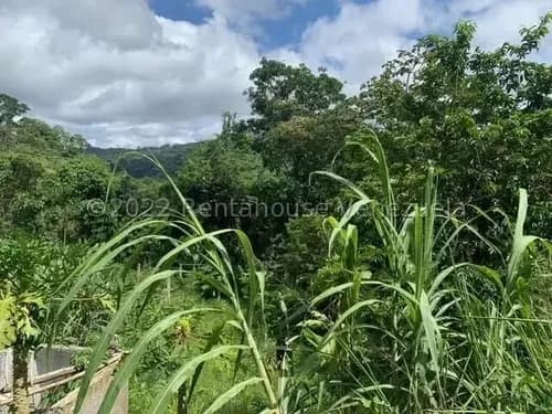 Y.t. Terreno En Venta, Gavilán Mls #23-8958